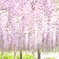 紫の春カーテン*̣̩⋆̩*