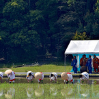 神田御田植初