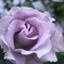 うす紫の薔薇