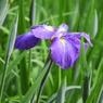 智光山公園・花菖蒲17