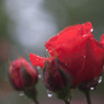 雨の薔薇園
