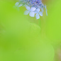 20180526  神代植物園