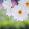 白いバラ（1）