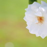 白いバラ （2）