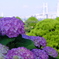港の見える丘公園の紫陽花