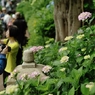 紫陽花の寺