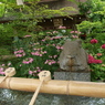 浜の神社の紫陽花三昧