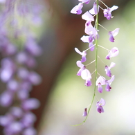 花かんざし