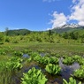 初夏のどじょう池