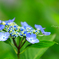 雨季の花