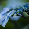 紫陽花ブルー