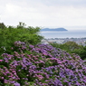 紫陽花と三河湾