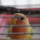 コザクラインコ