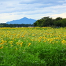 米山におじきをする向日葵軍団