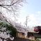 甲陽線×桜