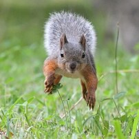 「もりリス」の^^この子たち^^