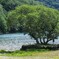 湖畔の樹