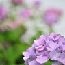 遅咲き紫陽花