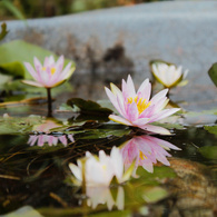 スイレンを植え替えた