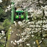 岐阜　樽見鉄道