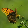 行秋　ヒョウモンチョウ