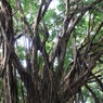 カジュマルの木