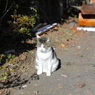 宮ヶ瀬湖畔園地に猫がいた。