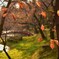 黄昏の桜葉