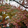 Walking around Shimogamo, Kyoto 2018 Dec