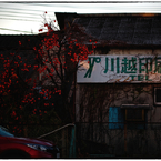 「柿の色」小江戸川越散歩215