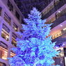 十二月の青い樹