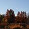 善福寺公園の紅葉１