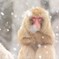 Snow monkey