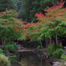 奥多摩大橋の近くのもみじ