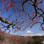 紅梅遥か