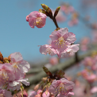 河津桜_代々木公園_02