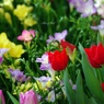 春色の花々