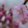 河津桜_代々木公園_08