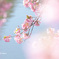 水辺の咲く桜