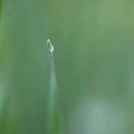 花だけじゃないよね。