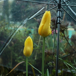 雨、降ってるから。