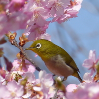 メジロ と桜