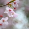 車折神社の早咲き桜１