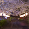 鶴山公園の夜桜