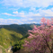 少し早い奈良吉野の桜