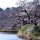 三ツ池公園の桜