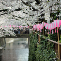 spring for tokyoites 2019