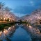 夜桜景