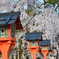 平野神社・灯篭と桜２