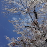 上野の桜１